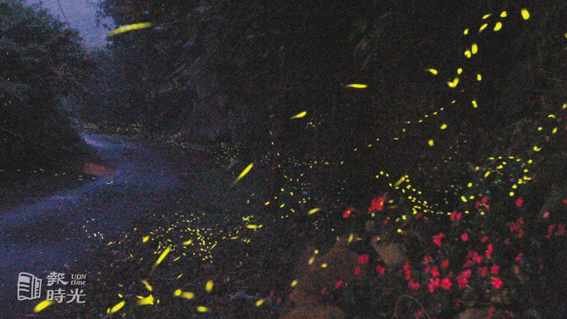 螢火蟲是生態環境的指標性生物，好水質、無光害的象徵。今年晚來的螢火蟲，五月初左右的才悄悄現身，就在台北近郊，就可以看到成群火金姑閃爍美麗的景象。就如耶誕燈飾一般，群聚的螢火蟲，點亮了夢幻的山林。圖／聯合報系資料照（2011/05/03　黃義書攝影）