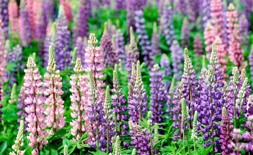 北海道擁有很長的花季，除了知名的北海道薰衣草，每個月份裡都有值得欣賞的花種。 圖...