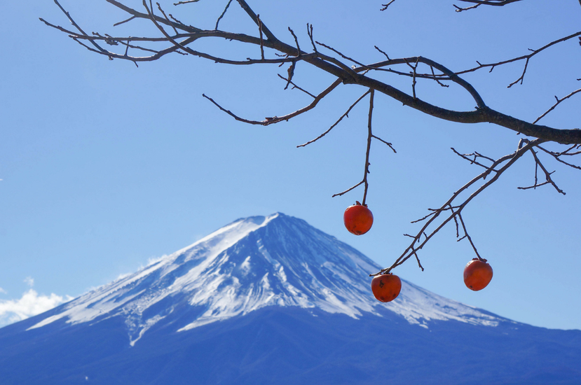 從山梨縣看富士山。 圖／本質旅行