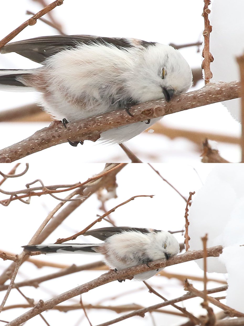 一名攝影師拍下「雪之妖精」銀喉長尾山雀的可愛畫面，只見一隻銀喉長尾山雀正在樹枝上睡覺，但牠可能太疲累整隻睡到歪掉靠在樹枝上。 (圖/取自推特)