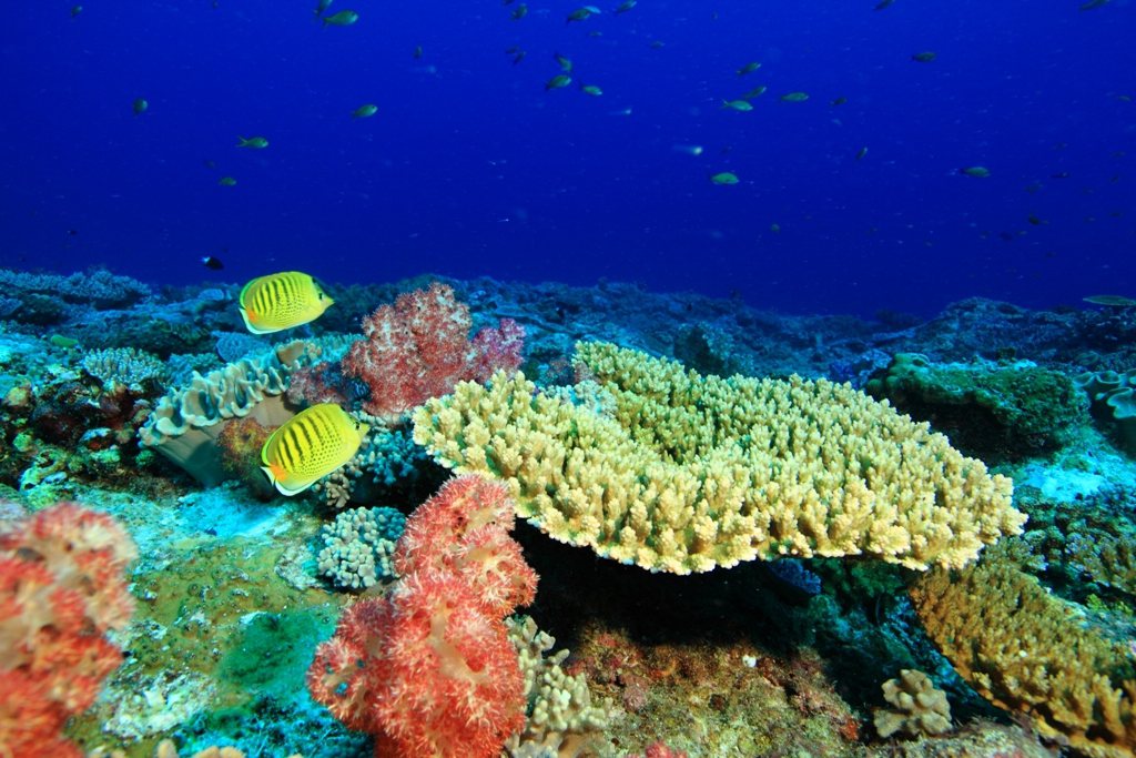 很多海洋生物會「製造」聲響，科學家用水下錄音研究生態，既可減少干擾，成本也相較低...