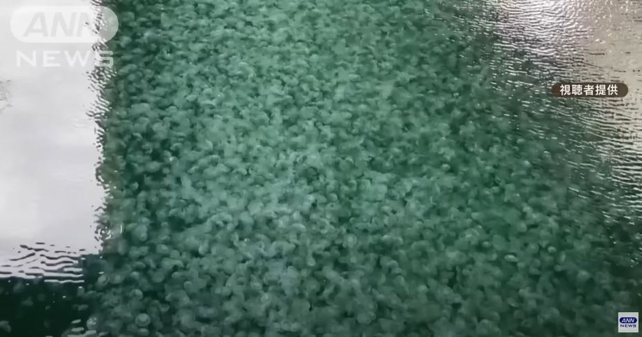 一名網友發現河川內有大量白色物體漂浮，本來以為是沒公德心的人亂丟保特瓶或塑膠袋進河川內，沒想到仔細一看這些白色物體竟是水母。 (圖/取自影片)