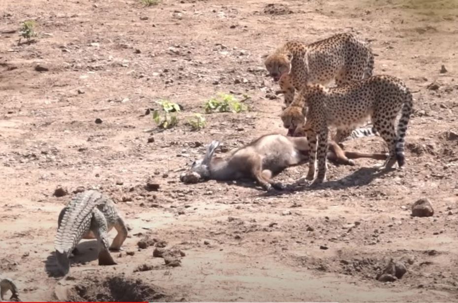 一群獵豹正在享用捕捉來的水羚，結果沒想到2隻鱷魚竟然盯上獵豹的食物，不斷在旁邊干擾，最後獵豹群不敵鱷魚的氣勢，只好丟下獵物倉皇逃跑。
 (圖/取自影片)