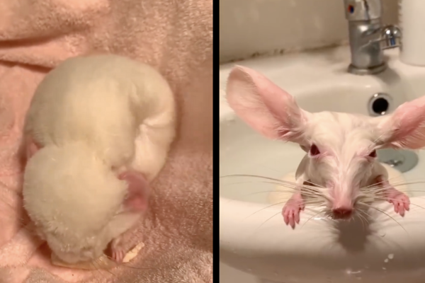 網友看到龍貓洗澡的畫面表示很難跟牠原本的樣子做連結。圖/翻攝自微博