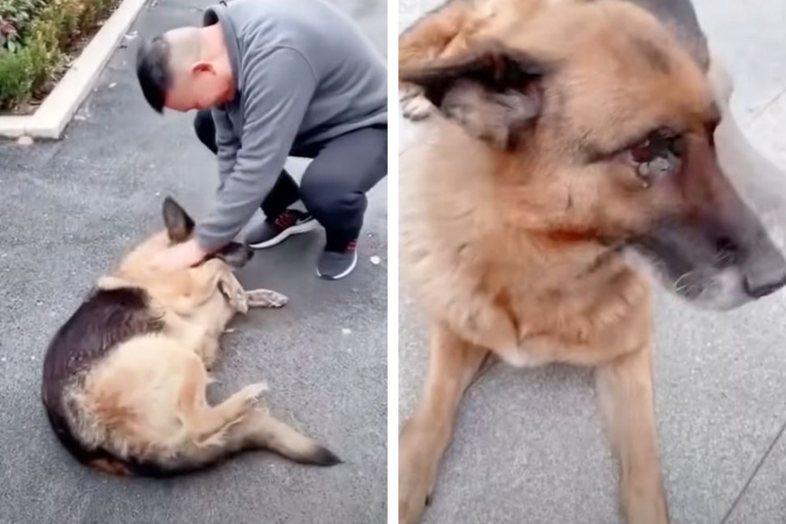 一隻德國牧羊犬擔任警犬多年後退休，兩年後牠的領犬員決定要去拜訪曾經的搭檔，一人一狗重逢的瞬間狗狗立刻大哭出來，眼淚不停掉落讓網友看了相當感動。
 (圖/取自影片)