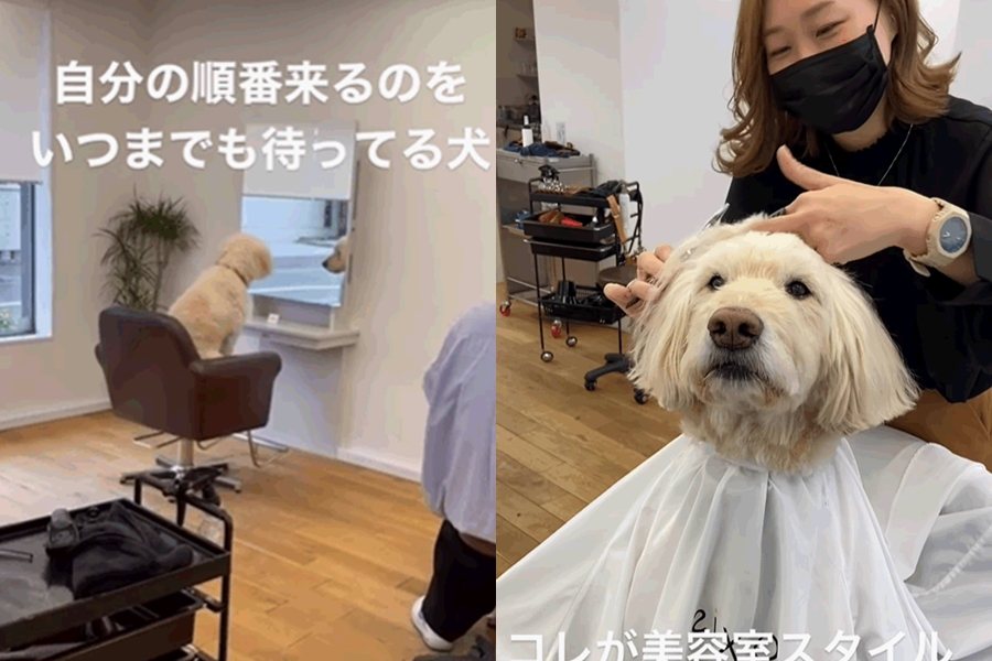 日本一間髮廊招牌犬，最喜歡坐在椅子上發呆。圖擷自IG/hair.axis
