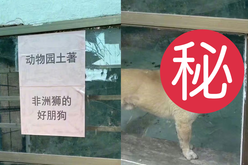 一名大陸網友去湖南衡陽動物園時，發現不僅沒有獅子和梅花鹿，還看到有告示牌寫著「動物園的土著-非洲獅的好朋狗」。 圖／擷自微博
