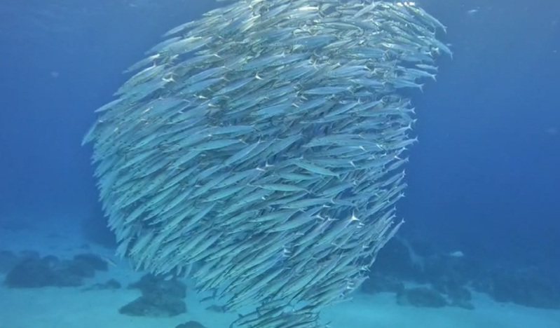 台東綠島龜灣及石朗海域這2個月來，出現成千上萬隻金梭魚「群游」的奇觀，潛水客拍下影像紀錄，縣長饒慶鈴昨也收到外地朋友傳來的畫面，並在臉書上分享。圖／翻攝自饒慶鈴臉書
