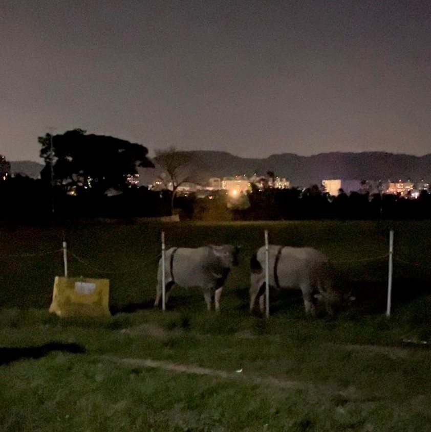 昨天晚上又有民眾發現水牛出現在三鶯棒球場提醒路過民眾小心。圖／三峽北大特區(三峽、鶯歌、樹林、土城)臉書社團翻攝