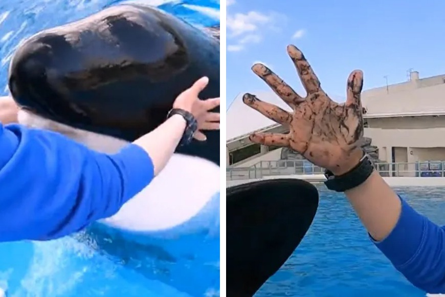 一隻水族館的虎鯨有個習慣，就是覺得很癢的時候都會浮出水面找信任的飼育員幫忙抓癢，不過飼育員幫虎鯨抓完癢之後卻出現滿手黑泥。 (圖/取自推特)