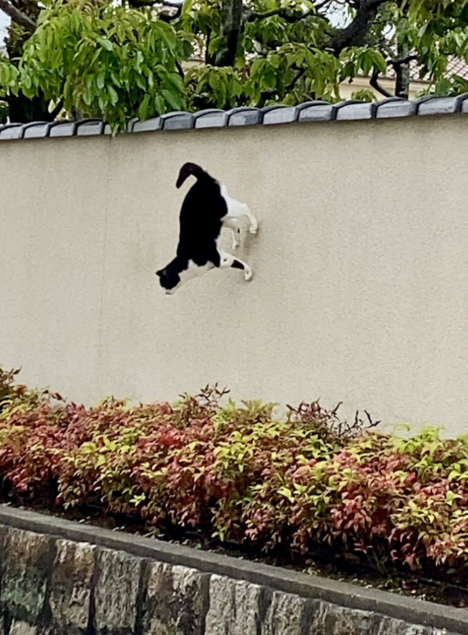 網友意外拍到垂直牆壁的「忍者貓」。圖擷自推特@naokororin2