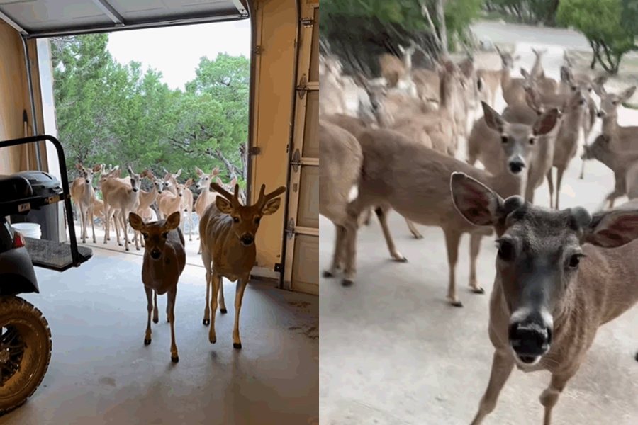 小鹿疑似「食好鬥相報」，一大群鹿聚集在男子的家門前。圖擷自IG/lynnsmithdeerwhisperer