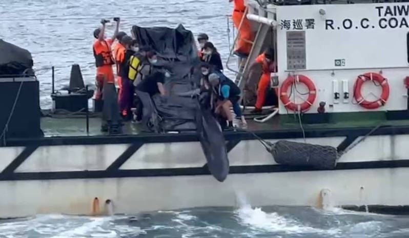 小抹香鯨送回大海志工驚呼！苗栗擱淺基隆救援成功。圖／讀者提供