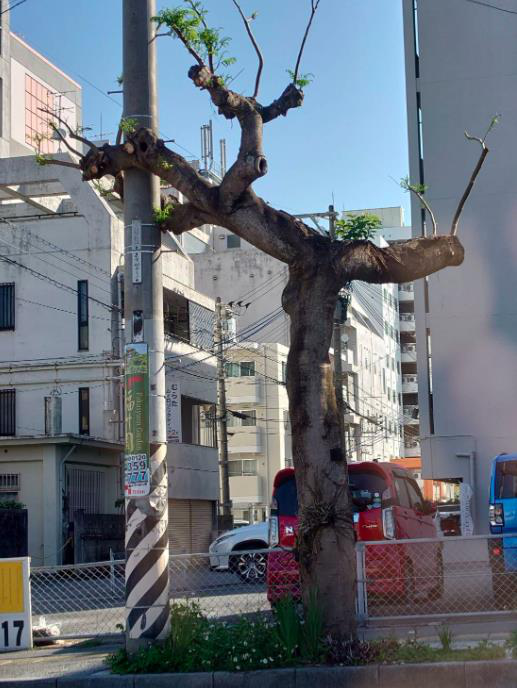 李四川今天在臉書貼出他日前日本出訪，街頭隨手拍攝的一張照片，照片為一棵路樹的枝幹，環抱住電桿，並貼文寓意深遠，被網友讚爆。圖／引用自李四川臉書