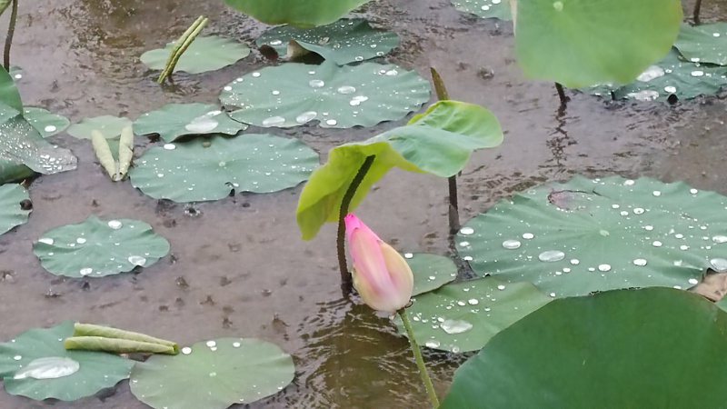北台南地區今早下雨，白河蓮花在雨水滋潤下，更顯晶瑩剔透。記者謝進盛／攝影