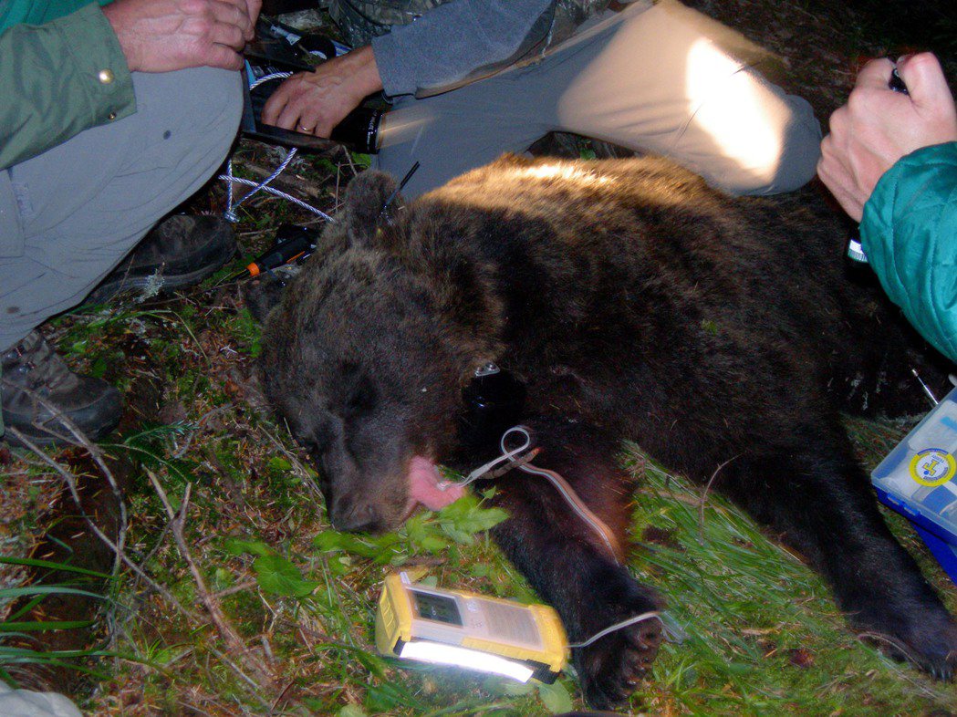 2006年特倫托省的棕熊Jurka，麻醉後佩帶上電子項圈。 圖／美聯社
