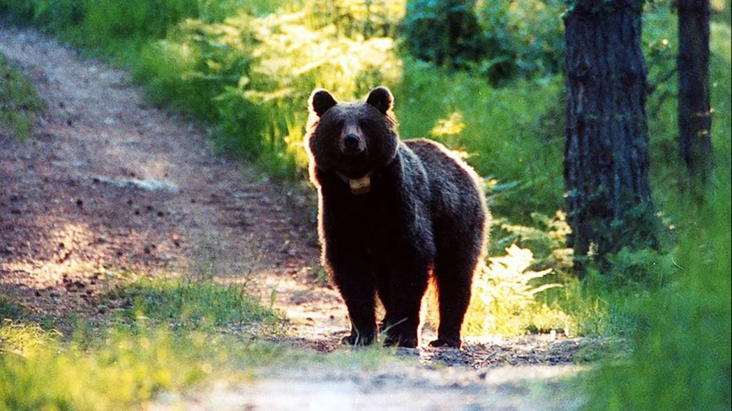 防止棕熊襲擊人類致死，只要殺了棕熊一切就解決了嗎？2023年4月在特倫托發生的棕...