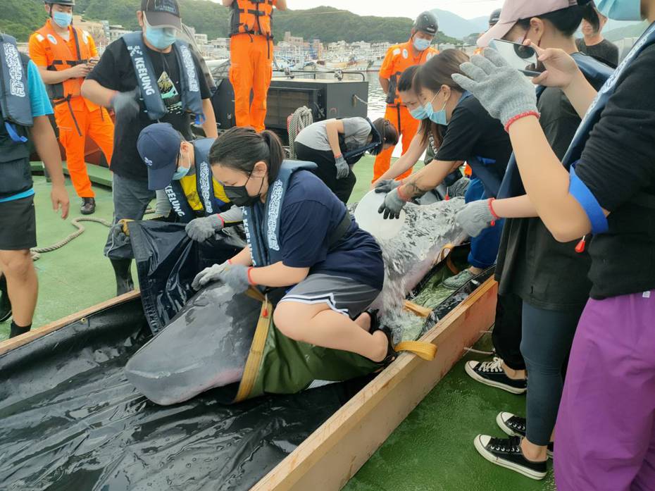救援團隊昨天將在苗栗苑裡沙灘擱淺的小抹香鯨，載往基隆嶼海域野放，結果當天又擱淺八里海岸死亡。圖／基市府提供