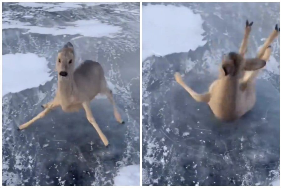 一隻狍子在冰上站不穩頻頻摔倒。圖取自微博