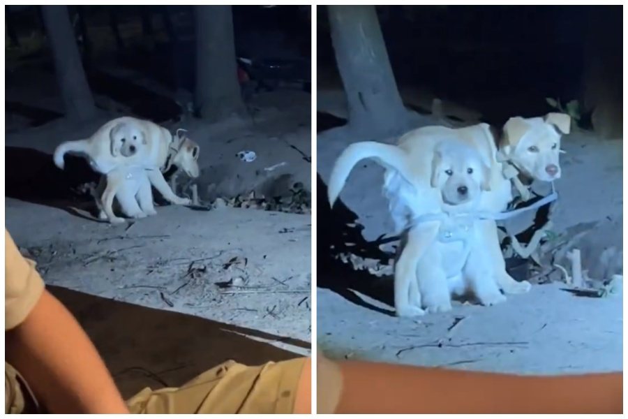 網友捕捉到兩隻狗狗疑似「合體」，大狗狗的肚子上長出小狗狗的臉。圖取自微博