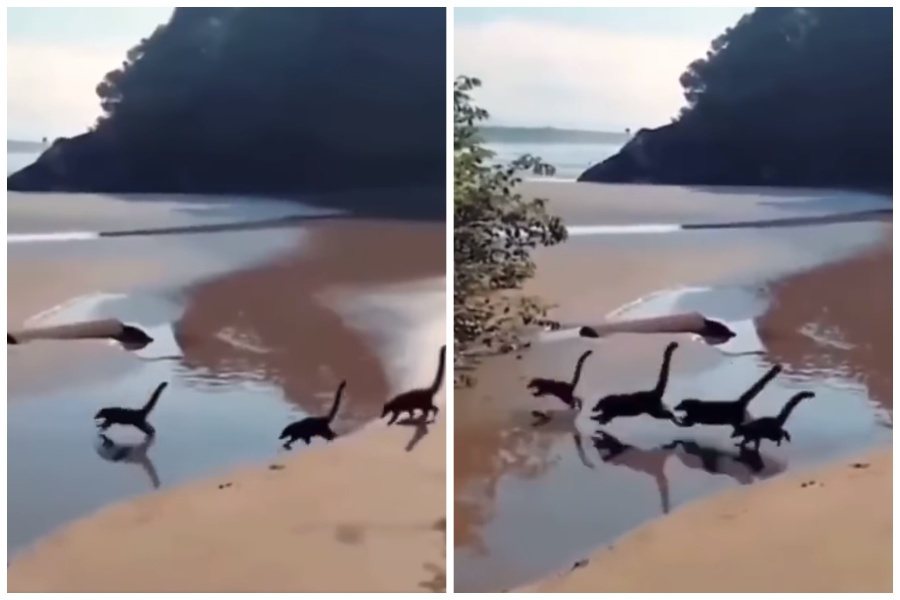 人在沙灘上目擊一堆小長頸龍奔跑？圖取自臉書