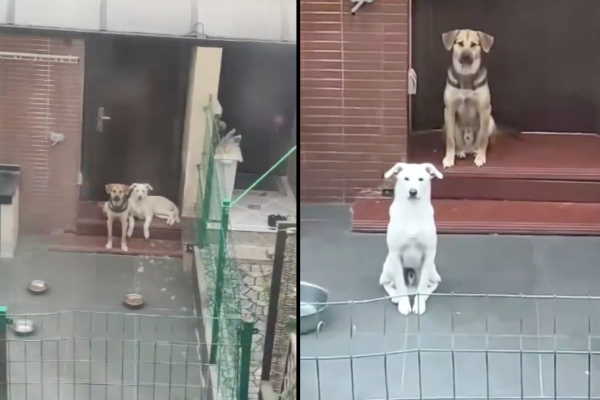 兩隻狗狗一聽到對面男子的口令，馬上起身坐直。圖/翻攝自微博
