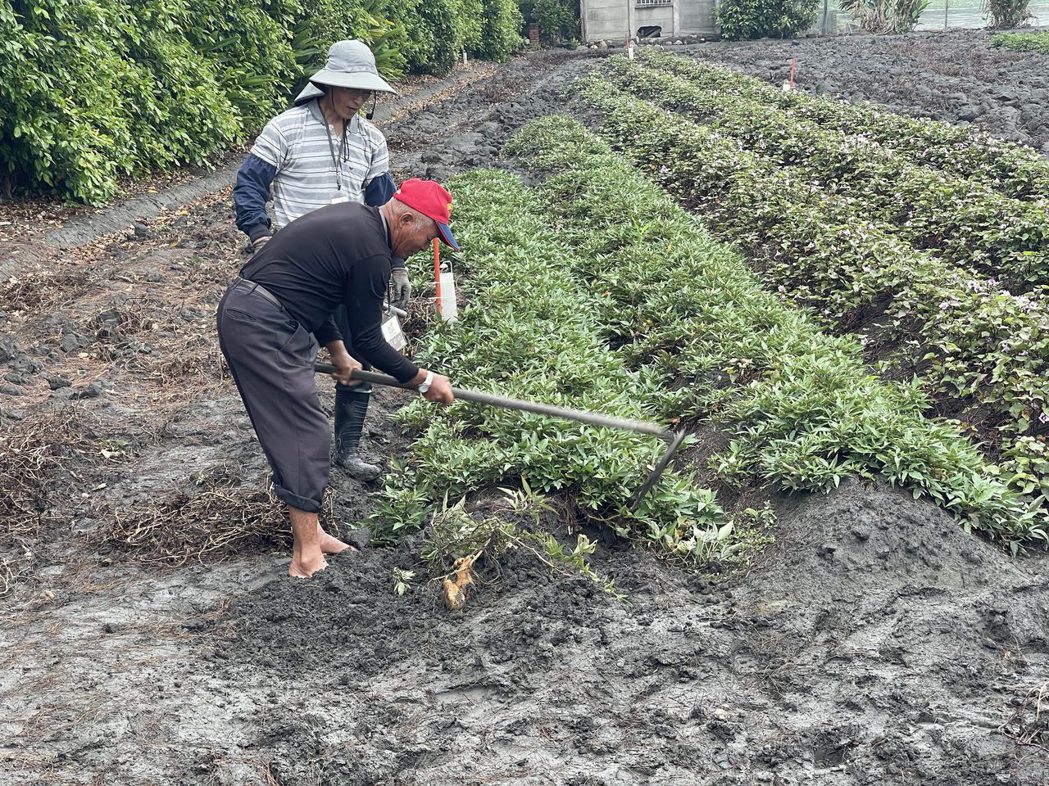 5月為了超好吃的有機地瓜，探訪位於彰化大城鄉的地瓜田。圖｜劉克襄提供