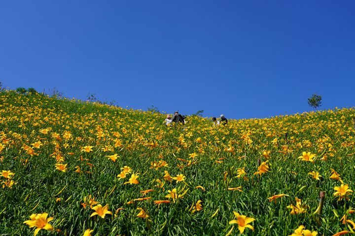 彰化花壇虎山巖金針花開了，被譽為是5月份全國最佳賞花景點。　圖：參山國家風景區管理處／提供