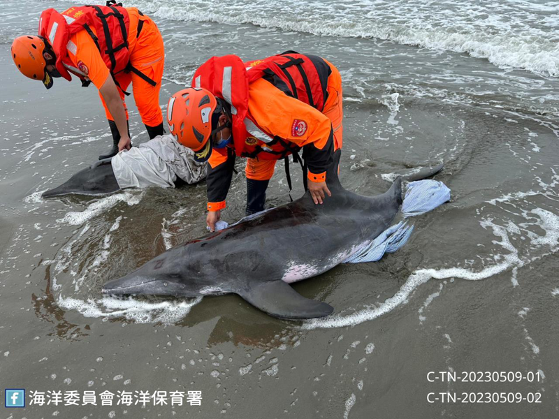 一對母子糙齒海豚今天上午被人發現在臺南安南區青草崙堤防擱淺。圖／海保署提供