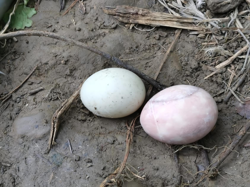 蔡姓民眾在鴨窩內放了大理石做的「石頭蛋」（右）吸引母鴨下蛋，未料竟被蛇給吞下肚了。圖／蔡姓民眾提供