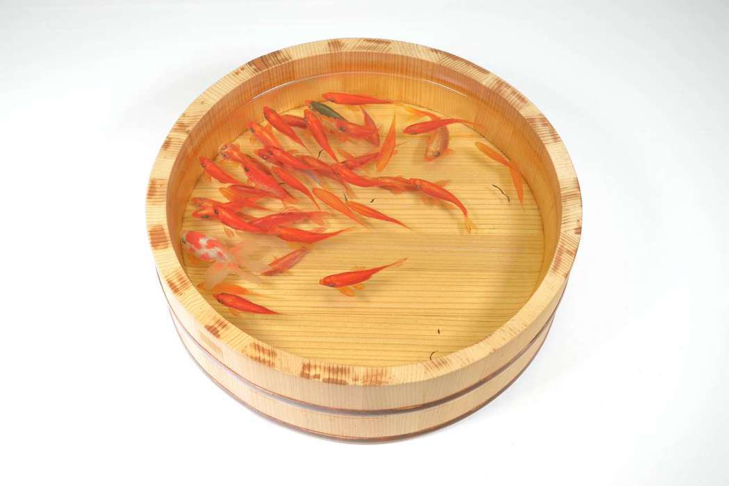 深堀隆介運用壓克力樹脂技術繪製出栩栩如生的金魚，2009年作品〈四個桶-和金〉。...