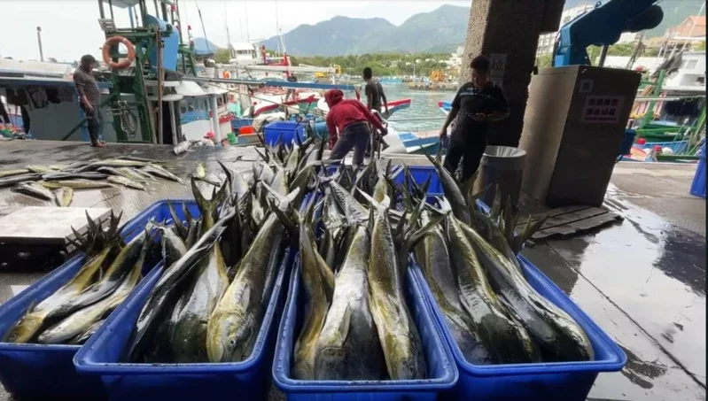 台東成功漁港盛產鬼頭刀，近期產量豐富。 圖／記者卜敏正攝影