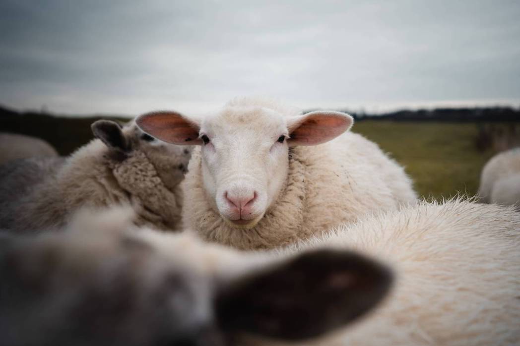 千萬隻成天吃飽打嗝放屁的牛羊，排放大量甲烷，讓紐西蘭政府傷透腦筋。 圖／free...