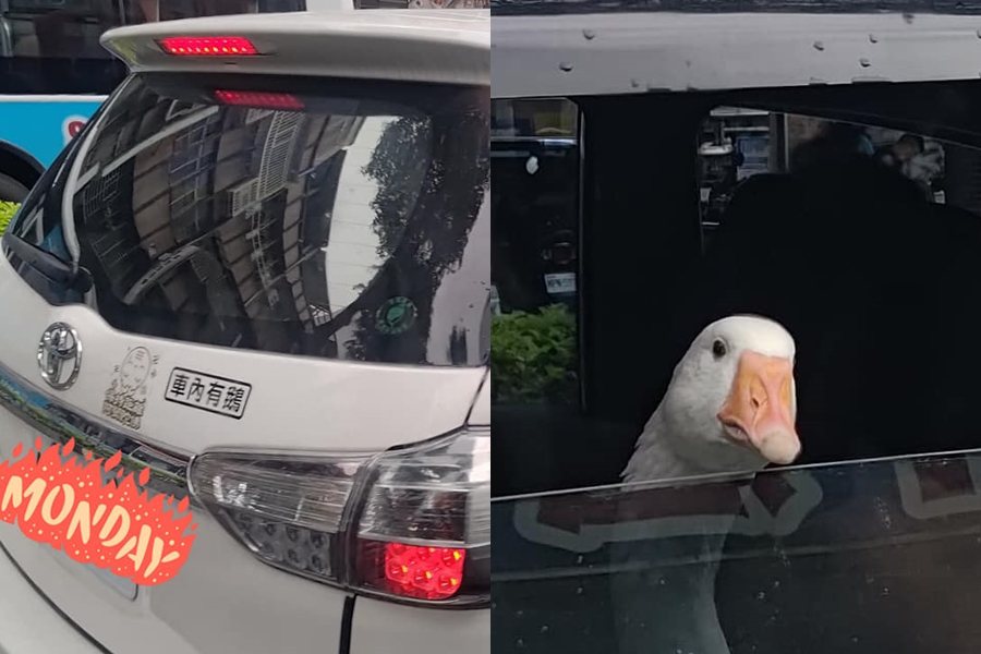 網友在路上發現一台車真的「車內有鵝」。圖擷自路上觀察學院，網友「小潮」授權提供