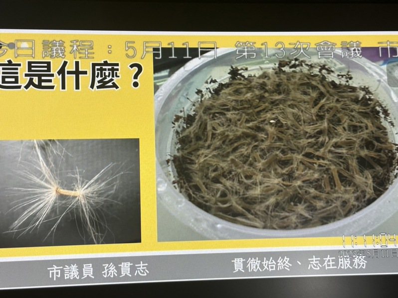 嘉義市議員孫貫志在議場秀出黑板樹種子的照片。記者魯永明／翻攝