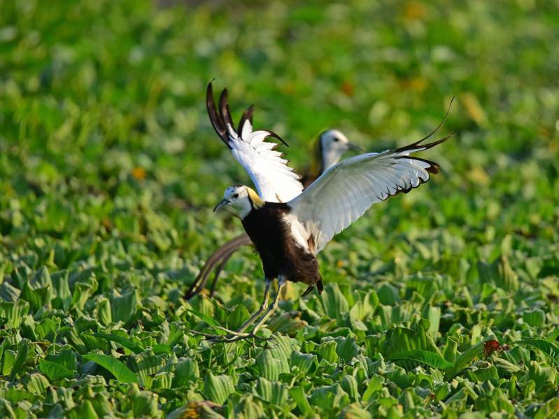 屏東萬年濕地群占地約30公頃，二級保育類水雉（又稱凌波仙子）在此駐足，繁殖數量已由原來的4隻倍增至60隻。圖／環保局提供