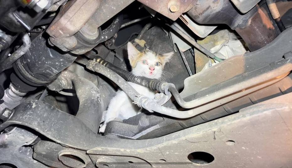 有車主從台中開回基隆，發現貓咪一路躲在車子裡，最後順利救出收編。圖擷自臉書/基隆市警察局