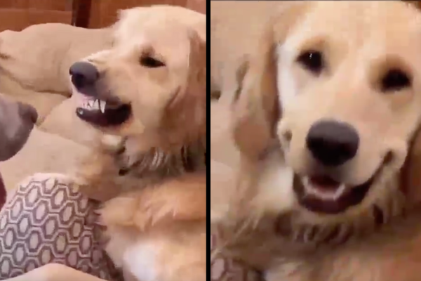 網友們看到狗狗瞬間變臉的樣子，直呼影片中的阿金原來是隻小惡魔。圖/翻攝自微博