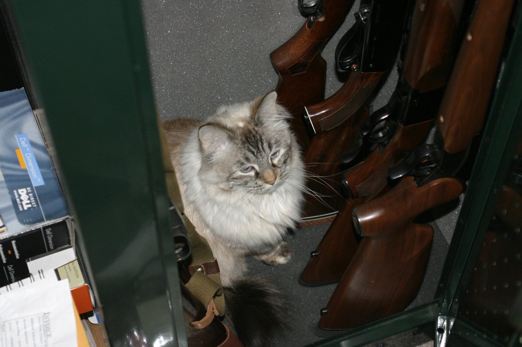 一隻在槍枝保險櫃裡的貓。 圖／Madison Scott-Clary Flick...