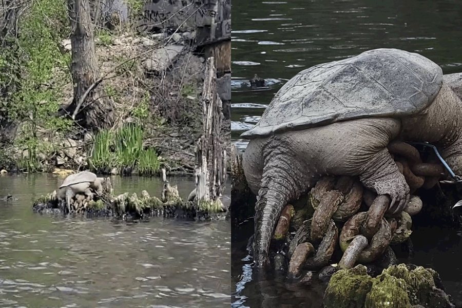 美國一名男子划船時，意外發現巨大鱷龜正在做日光浴。圖擷自Tiktok/@crimepaysbutbotanydoesnt