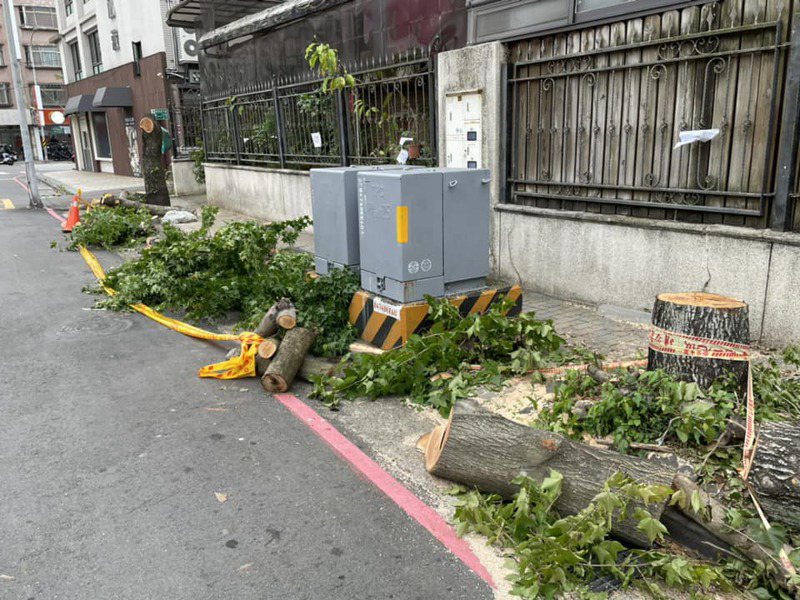 林口育林街旁的楓香樹遭砍除引發民眾熱議。圖／林口大家庭臉書翻攝