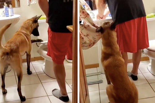 導盲犬引導主人上廁所的細節相當到位。圖/翻攝自微博
