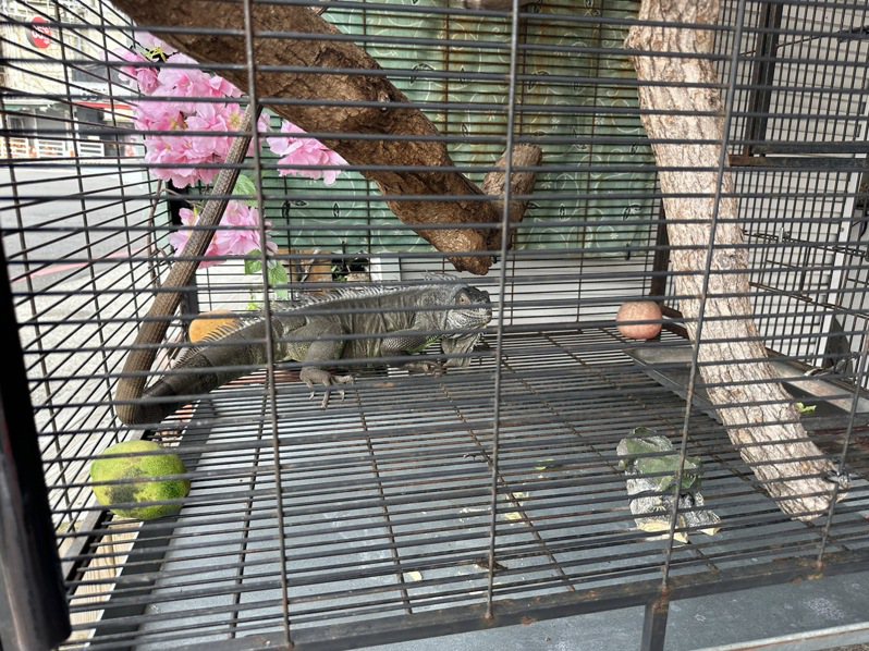 嘉義市林姓飼主將綠鬣蜥當經營的日本料理店招牌寵物，受客人歡迎。記者魯永明／攝影