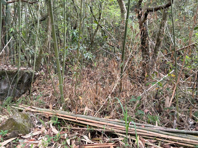 高雄那瑪夏區的竹林因乾枯缺水，箭筍、桂筍無法收成。記者古和純／翻攝
