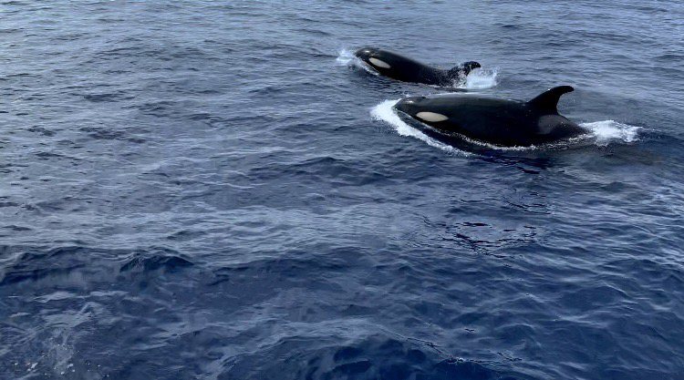 高雄新旗興號海釣娛樂船今天上午在高雄外海遇到一群虎鯨伴游。圖／羅登偉提供