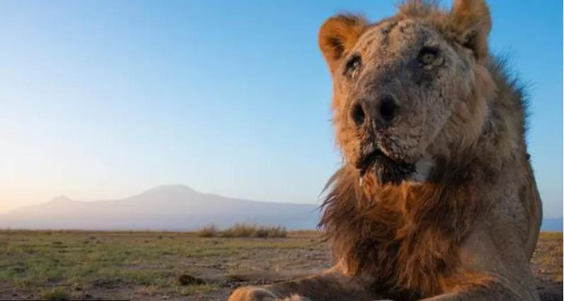 肯亞當局表示，一頭公認是世界上最年長的野生公獅被牧民用長矛刺死，享年19歲。截自臉書