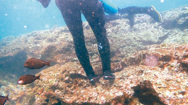 綠島潛客入水點的礁岩上已經無珊瑚生長，長期踩踏，光禿一片。
圖／陳昭倫提供