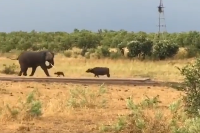 小水牛居然跑去親近大象，讓水牛媽媽緊張的要死。圖取自微博