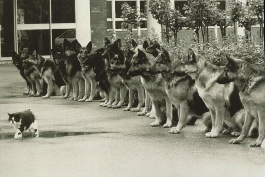 36年前警犬訓練的最終試煉，把一隻貓擺在前面考驗狗的穩定性。圖取自推特