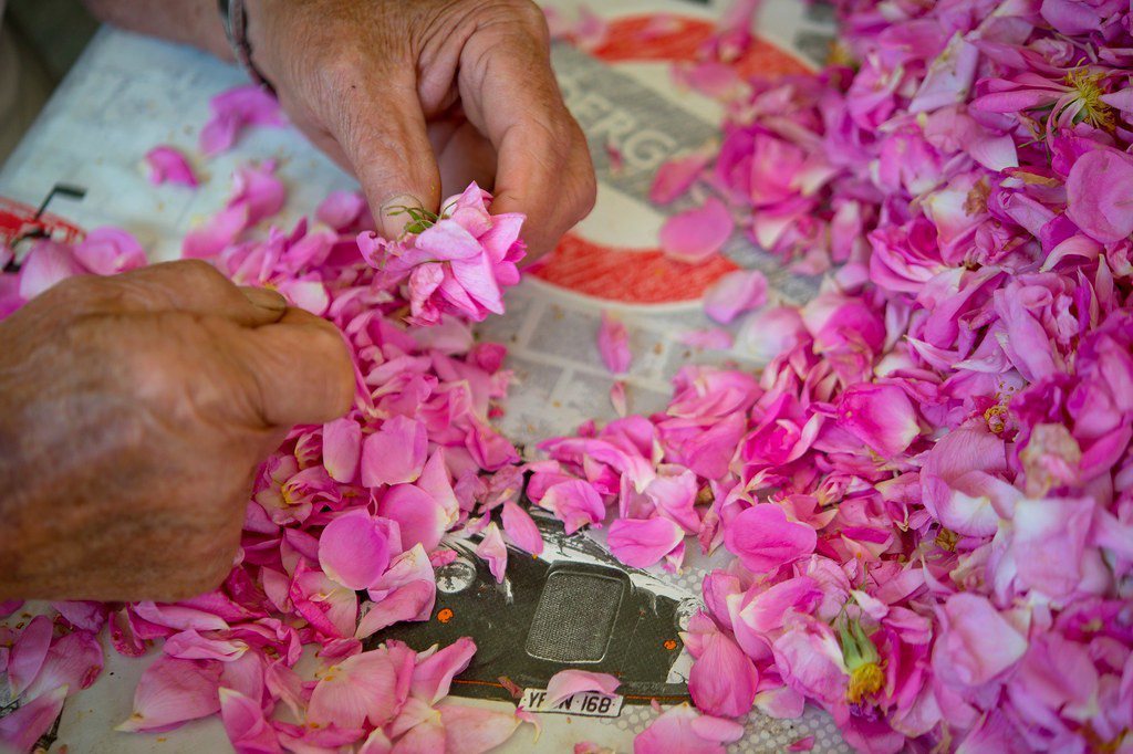 1公斤玫瑰原精需用上30萬朵的鮮花，天然香味來之不易。 圖片來源：國際香水博物館...